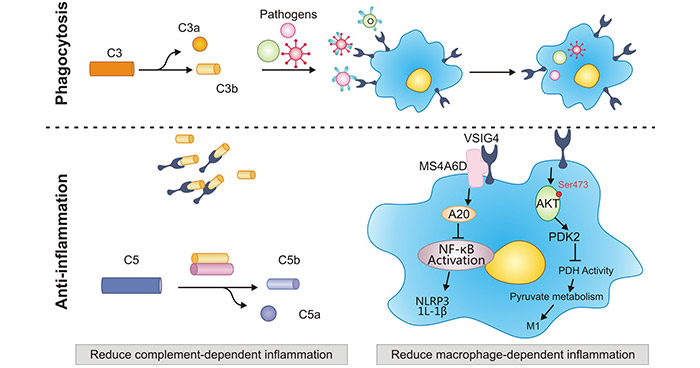 SLC39A6 promotes ESCC via AKT and ERK pathways