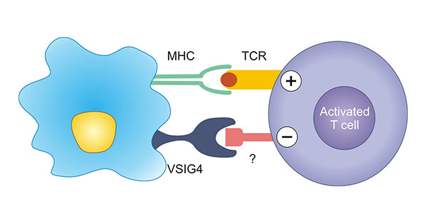 VSIG4 inhibits the T cell activation