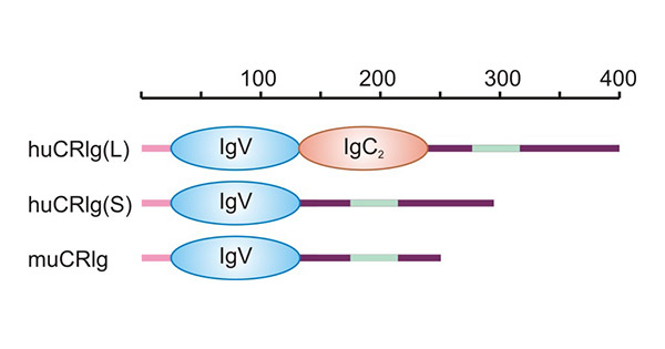 The structure of human or murine VSIG4