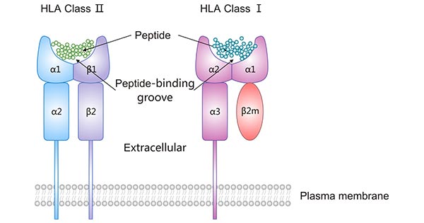 The structure of HLA class I and HLA class II