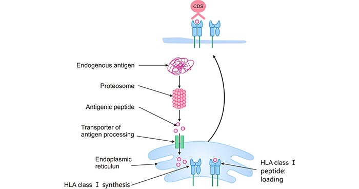 HLA class I antigen-processing and presentation pathwayI