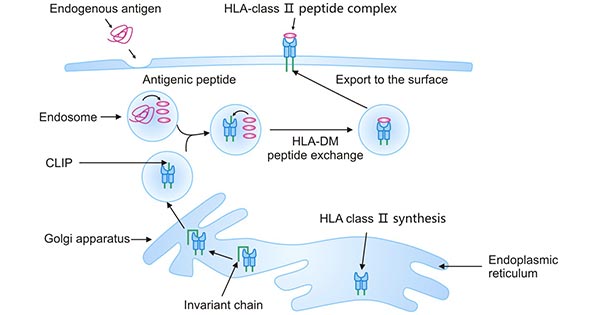 HLA class II antigen-processing and presentation pathway