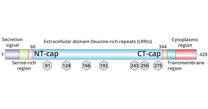 TPBG Structure