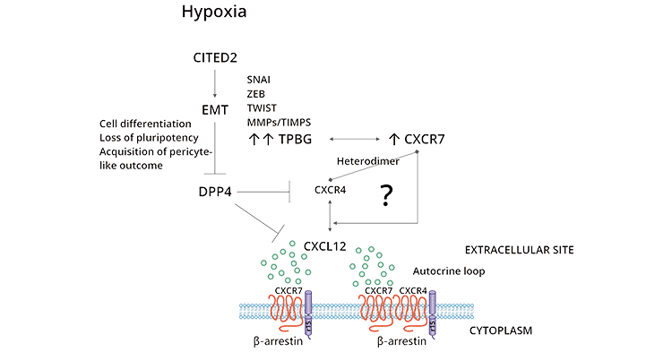 TPBG-related signaling pathways
