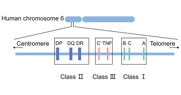 The classification of HLA