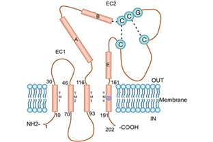 New finding of the role of TM4SF1