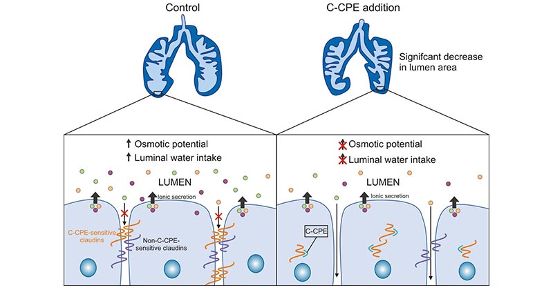 CLDN3 binding to CPE promotes cytolytic necrosis