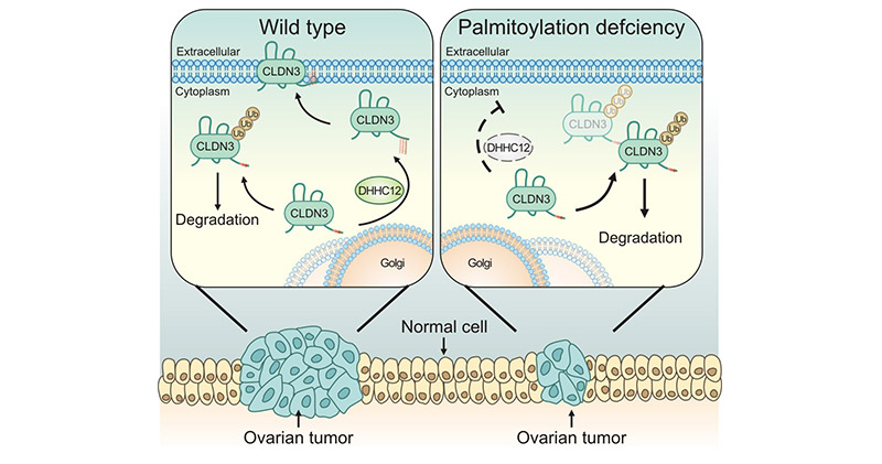 CLDN3 is regulated by palmitoyltransferase ZDHHC12