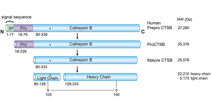 CTSB Maturation: Inactive zymogen conversion to active CTSB