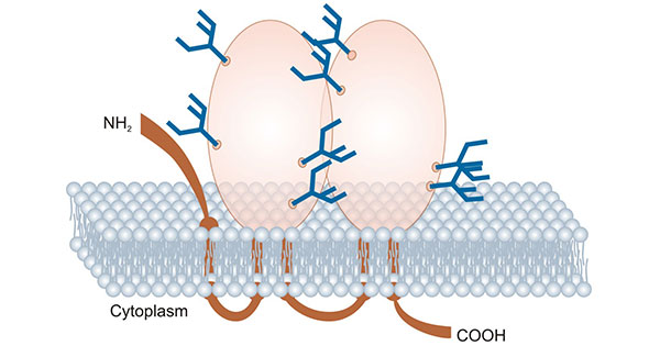 Human PROM1 structure