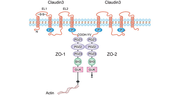 The Structure of CLDN3