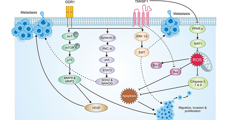 The proposed mechanism underlying the roles of TM4SF1 toward cancer phenotypes and progression