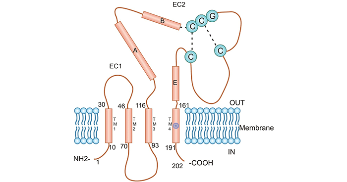 TM4SF1 structure