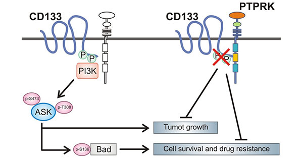 The binding of PROM1 and PTPRK involved in Akt signaling pathway