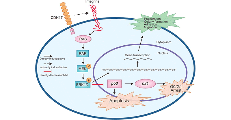Cadherin-17 (CDH17): A Viable Target in Bispecific Antibodies or CAR-T Therapy to Fight Many Gastrointestinal Cancers!