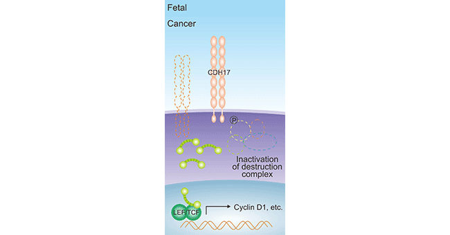 CDH17 induces Cyclin D1 expression