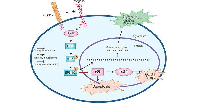 CDH17 mediates the Ras/Raf/MEK/ERK signaling pathway