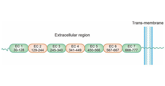 CDH17 structure