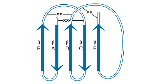 Ly-6SF structure