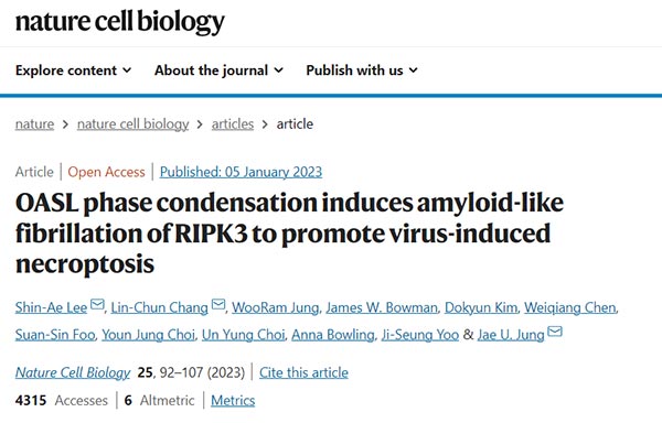 OASL phase condensation induces amyloid-like fibrillation of RIPK3 to promote virus-induced necroptosis
