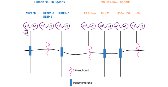 ULBP1: a Potent Member of NKG2D Ligands in CAR-T Therapy for Multiple Hematological and Solid Tumors!