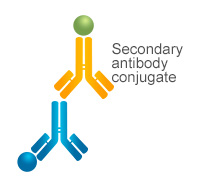 Indirect ELISA