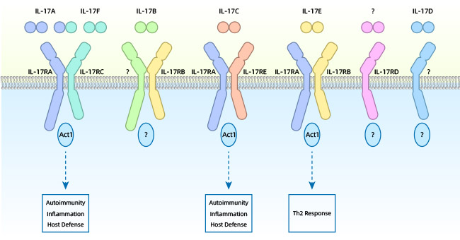 IL-17 binds to the specific receptor to exert biological functions