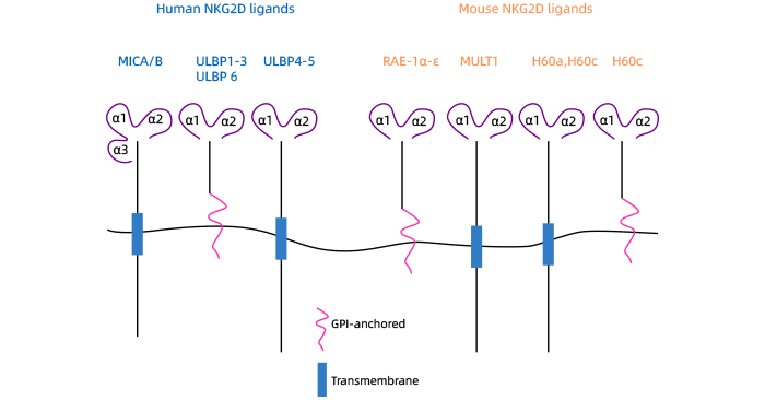 Structure of NKG2DLs