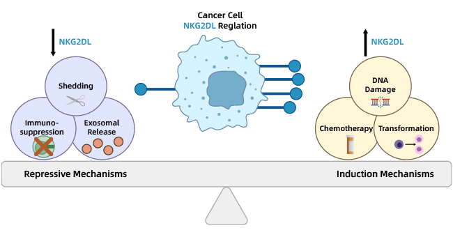 NKG2DL expression was induced in cancer