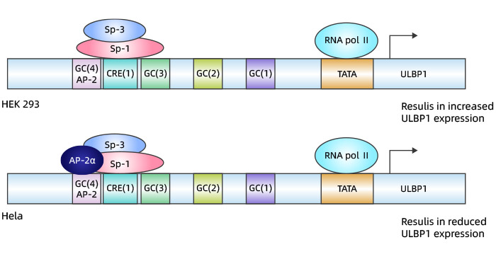 ULBP1 transcriptional regulation model