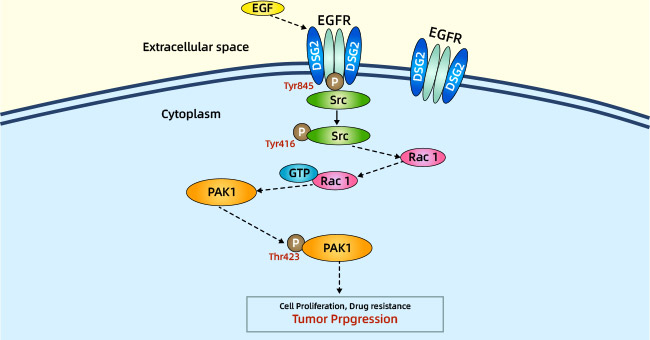 DSG2: a Vital Member of Desmosomal Cadherin Family, an Exciting New Target for Cardiomyopathy, Adenovirus, and Tumors!