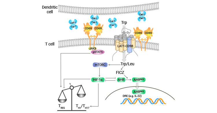 CD69: a Classical Early Marker of Lymphocyte Activation, a Pivotal Regulator of Hematologic Diseases and Autoimmune Disorders!