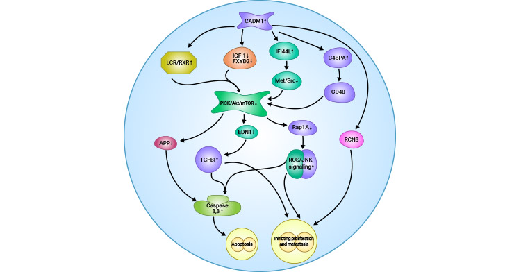 Possible mechanism of CADM1 inhibition in ovarian cancer