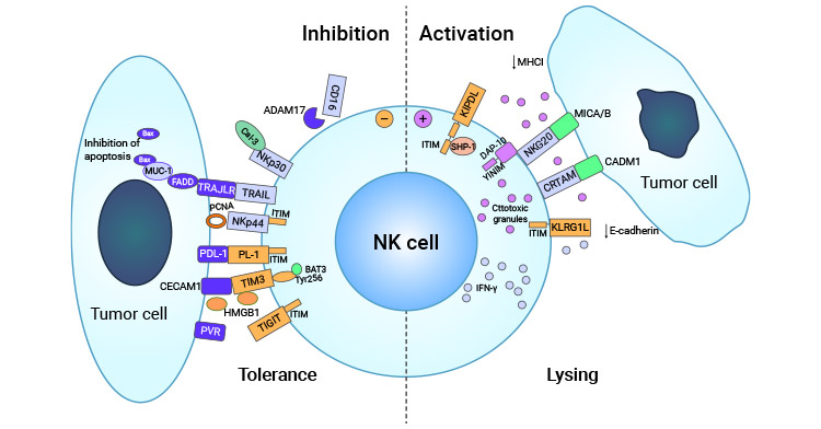 CRTAM-CADM1 is involved in tumor immune escape mechanism