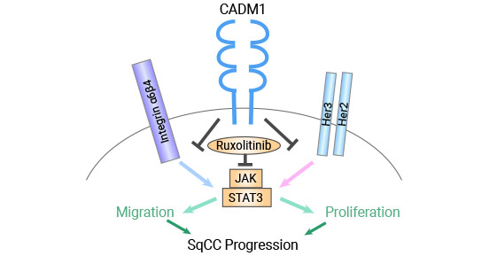 CADM1 inhibits squamous cell carcinoma by decreasing STAT3 activity
