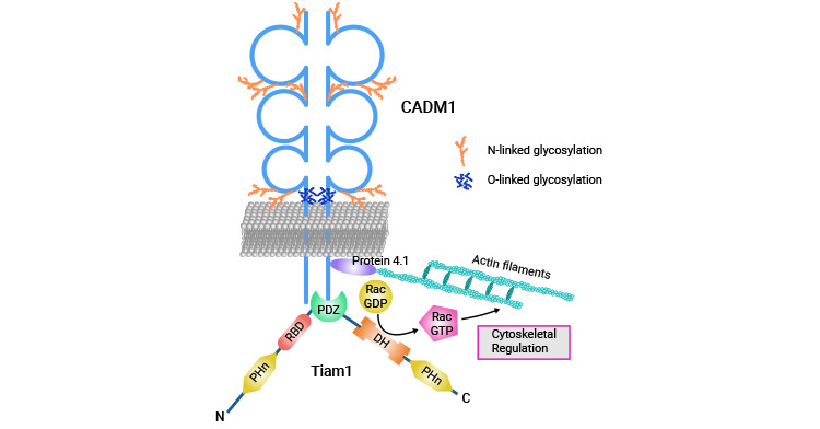 CADM1 interacts with Tiam1 to promote human T-cell leukemia