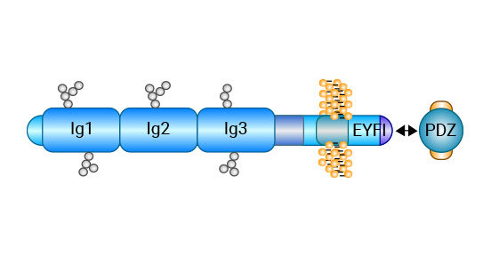 CADM1 Structure