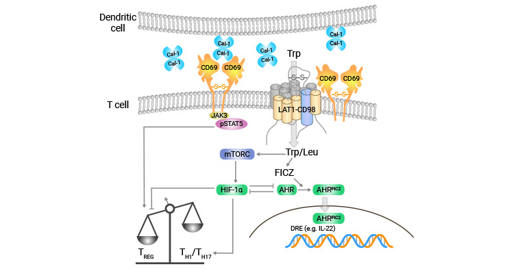 CD69 may bind to Galectin-1 (Gal-1) to regulate Th17 cells