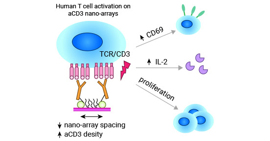 CD3/TCR complex is necessary in CD69-mediated T-cell activation