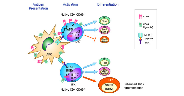 CD69 regulates the differentiation of T cells to Th17 cells
