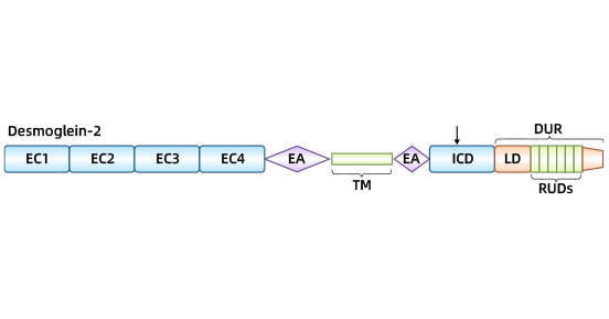 DSG2 structure