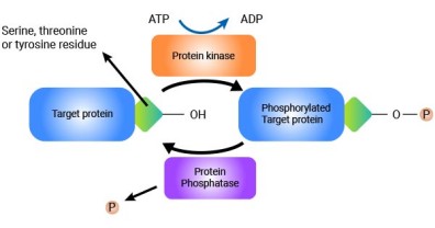 Protein Phosphorylation: The Dynamic Language of Cellular Regulation