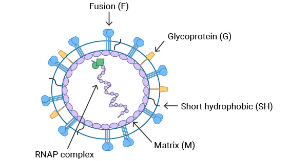 What Do You Need to Know Before Researching Human Metapneumovirus?