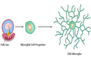 Microglial Markers: Insights into Microglial Activation and Function