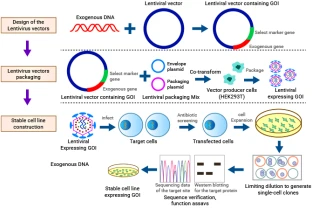 The Power and Promise of Stable Cell Lines