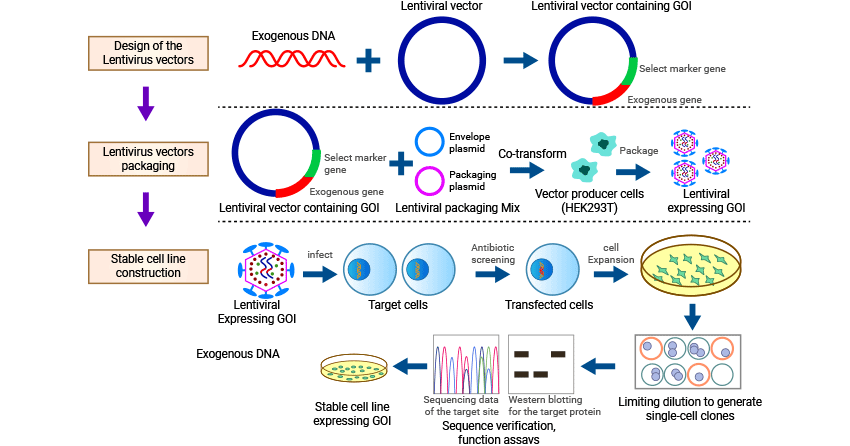 Construction of Stable Cell Lines based on lentivirus method