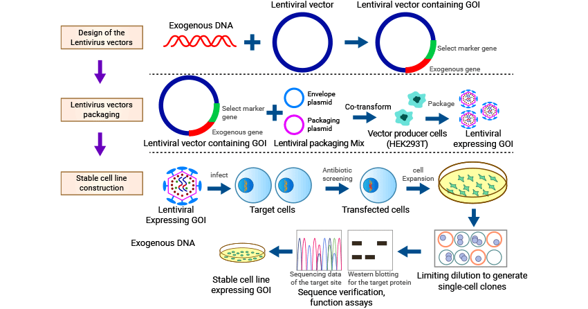 Construction of Stable Cell Lines based on lentivirus method