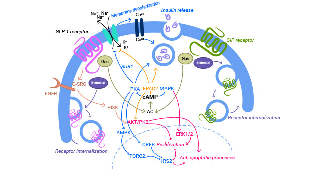 GIPR-GIP related signaling pathways