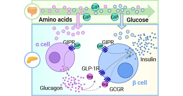 GIP and GLP-1 act on the corresponding receptors GIPR and GLP-1R in pancreatic β cells