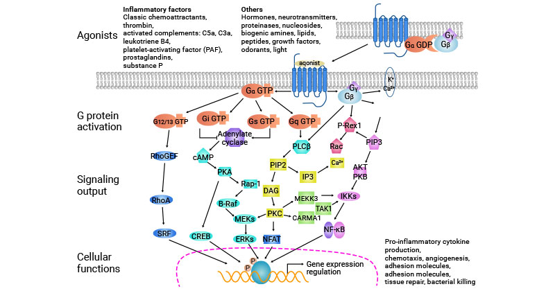 GPCR signaling pathway